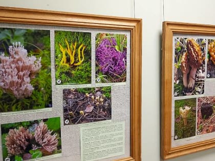 Тайны грибного царства: выставка в Рыбинске