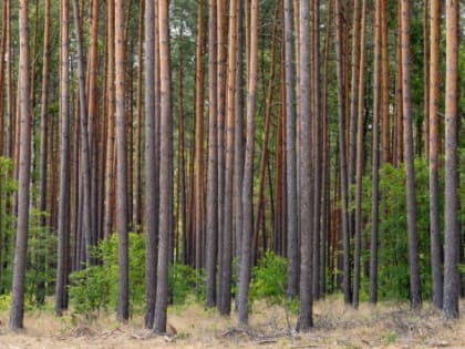 В Ярославской области за использование лесов получено около 154 млн рублей