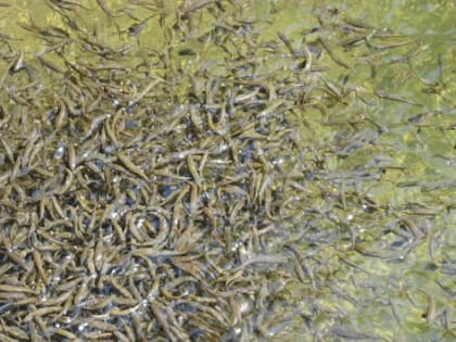 «Ярославский бройлер» вложит 1,75 млрд рублей в комплекс по выращиванию рыбы