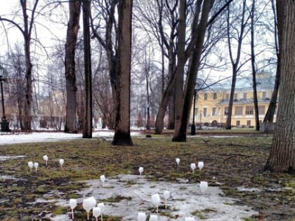 В губернаторском саду Ярославля расцвели снежники