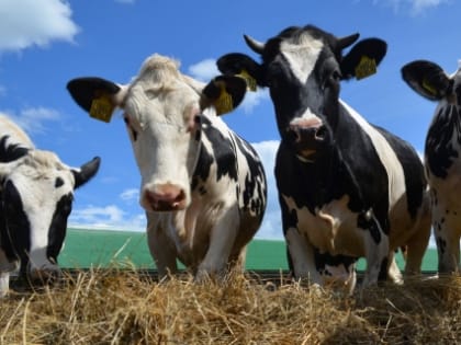 В Ярославской области стало больше молока