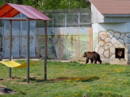 Медведям в ярославском зоопарке повесили гамак