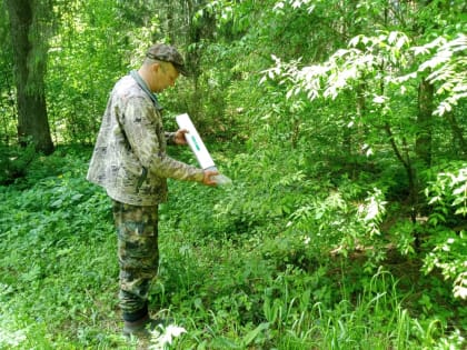 Второй этап вакцинации диких животных начался в Ярославской области