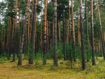 Нашлись бабушка и внук, пропавшие под Рыбинском