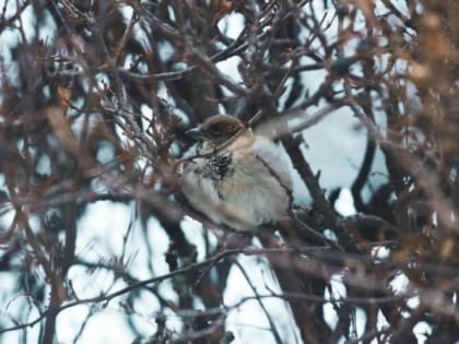 Стабильный «минус»: прогноз погоды в Рыбинске на неделю