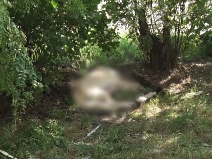 Шокирующий случай на улице Корабельной в Ярославле: с балкона многоэтажки выбросили собаку