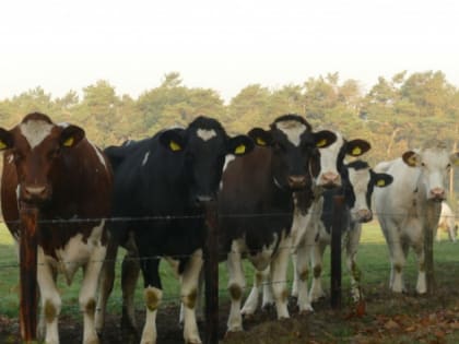 В Ярославской области более 760 млн рублей выделят на поддержку АПК