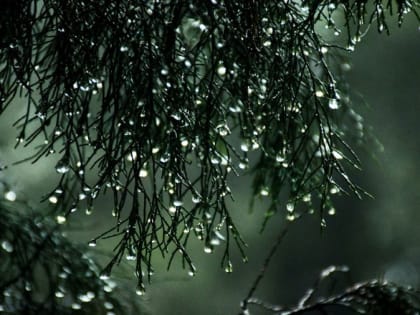 В Ярославле на предстоящей неделе ожидаются плюсовая температура и сильный ветер