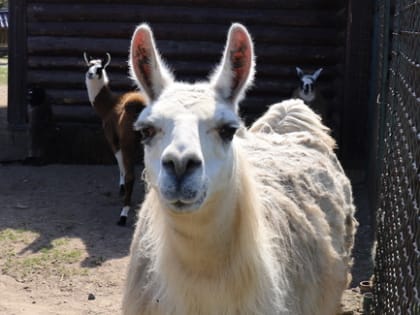 В ярославском зоопарке пополнение
