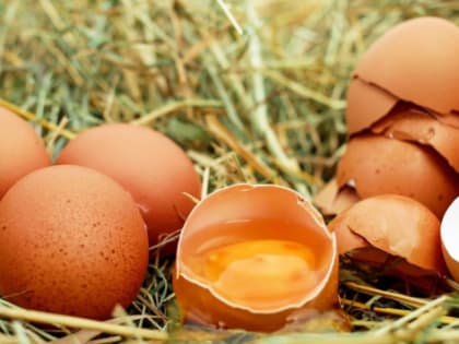 В Ярославской области назвали причину подорожания яиц