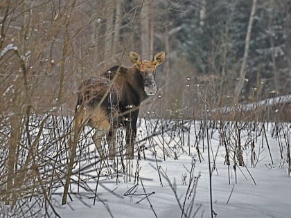 Сезон охоты на большинство видов животных в Ярославской области завершен