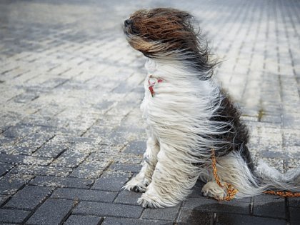 Сегодня в Ярославле усилится ветер