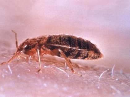 Путин пошутил про постельных клопов из Европы