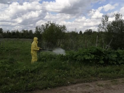 Работы по ликвидации борщевика вдоль дорог в Ярославской области начнут в мае