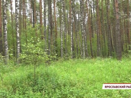 Около 154 млн рублей поступило в бюджеты за использование лесов Ярославской области