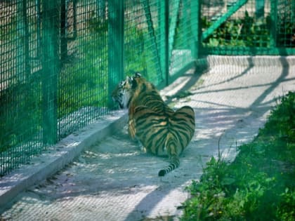 Обитатели ярославского зоопарка плавают в бассейне и едят мороженное