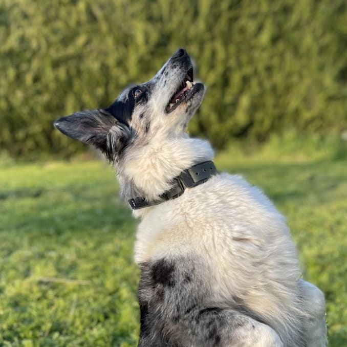 logo-smart-dog-collar