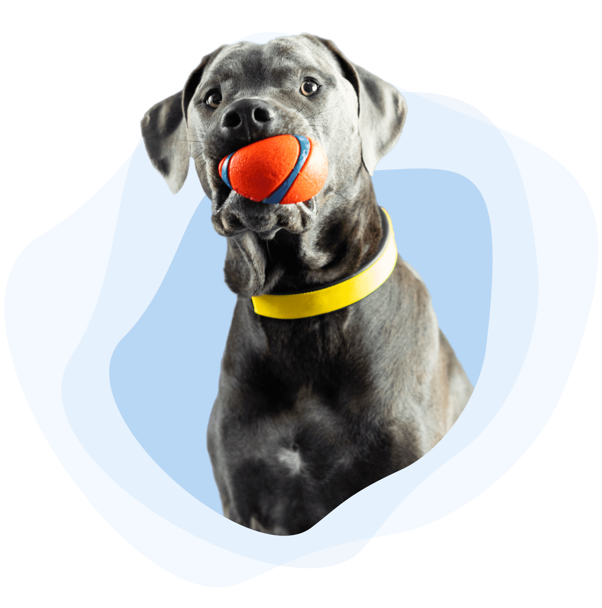 Tout comprendre sur le suivi d’activité avec Smart Dog Collar