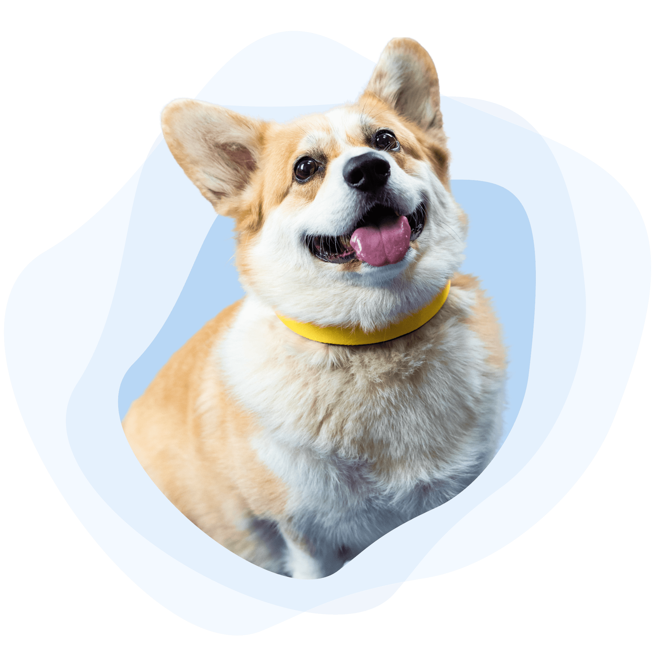 logo-smart-dog-collar