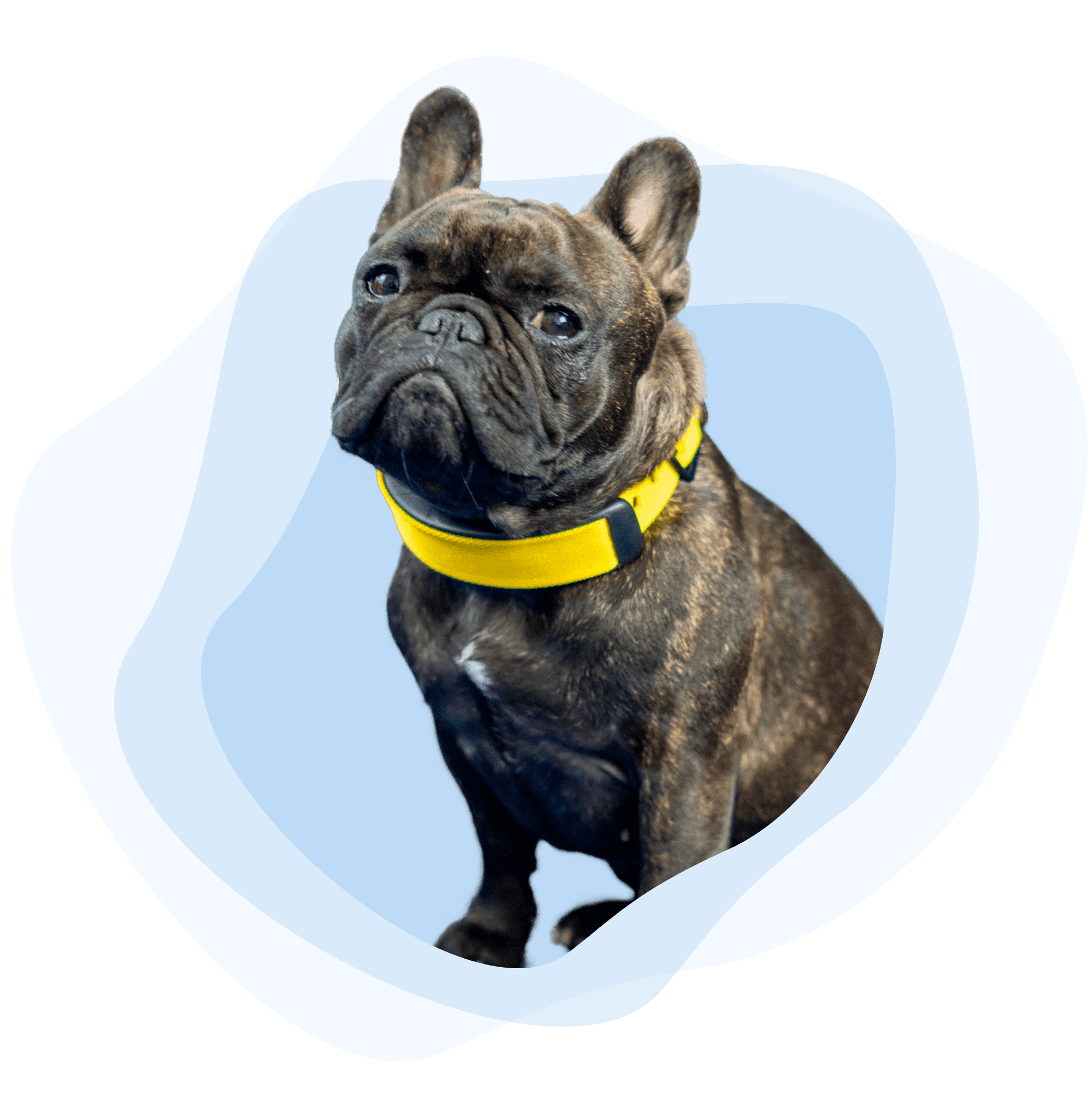 logo-smart-dog-collar