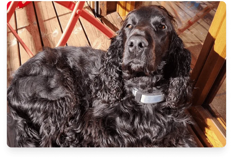 falko_zmrahx-smart-dog-collar