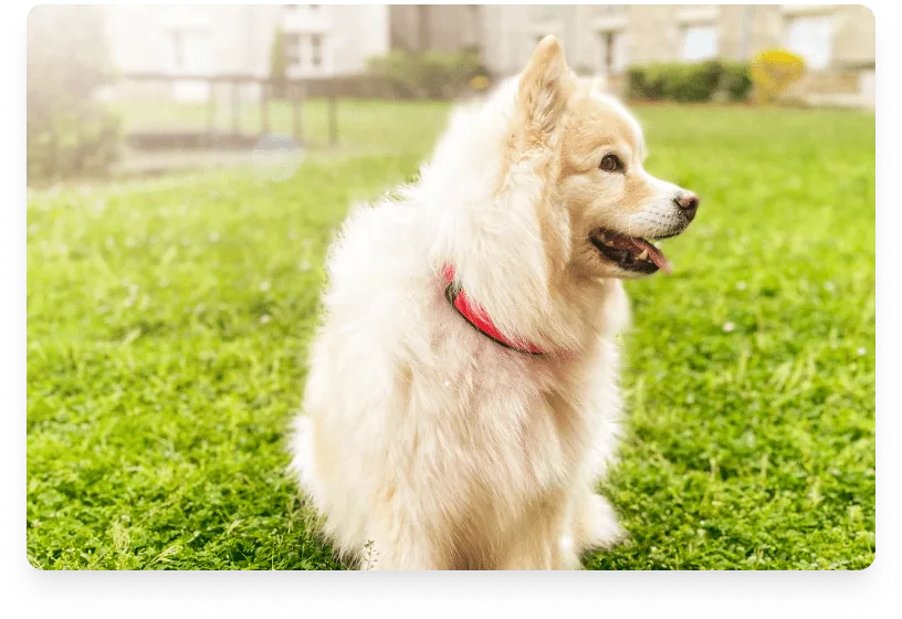 invoxia's smart dog collar lets you track your pet's vitals