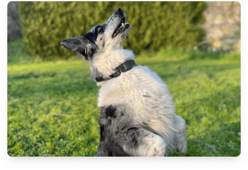 maya_sgs8yp-smart-dog-collar