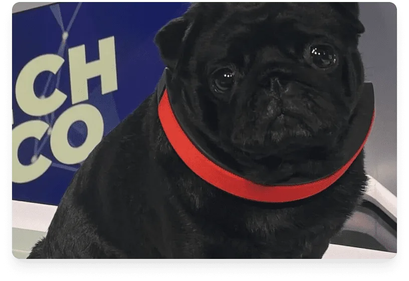 peppa_zqm4m7-smart-dog-collar