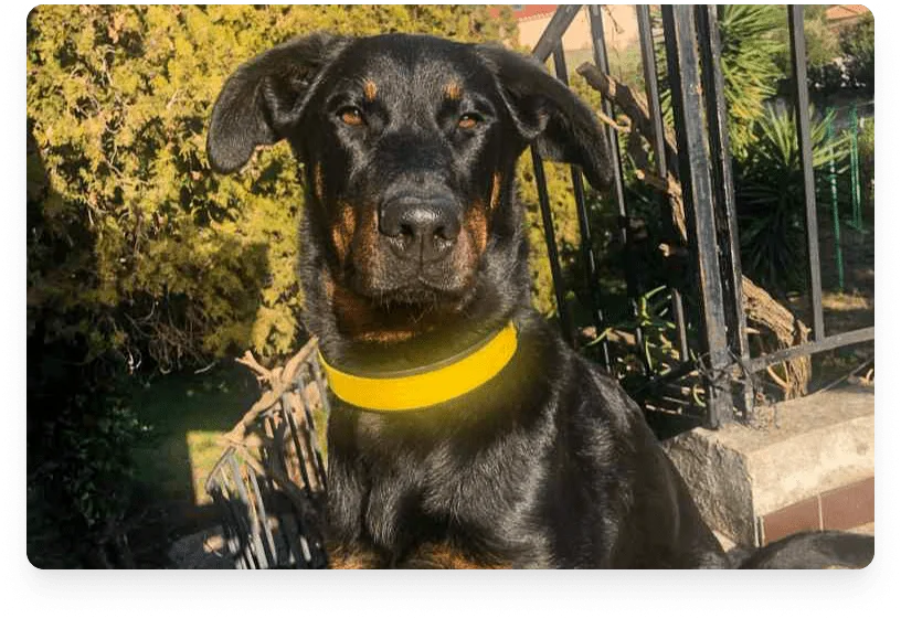 shanna_wdvb5t-smart-dog-collar