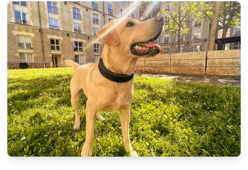 Apple Watch-style smart COLLAR that can track your dog's heart rate  developed