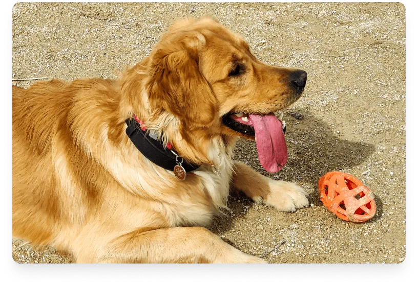 tormund_fpalx3-smart-dog-collar