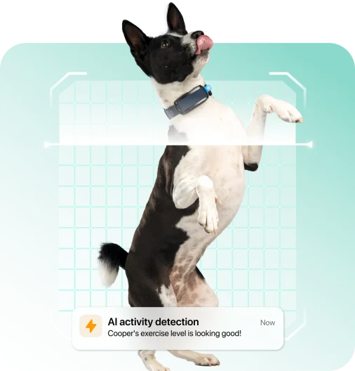 The 1 Health GPS tracker for dog