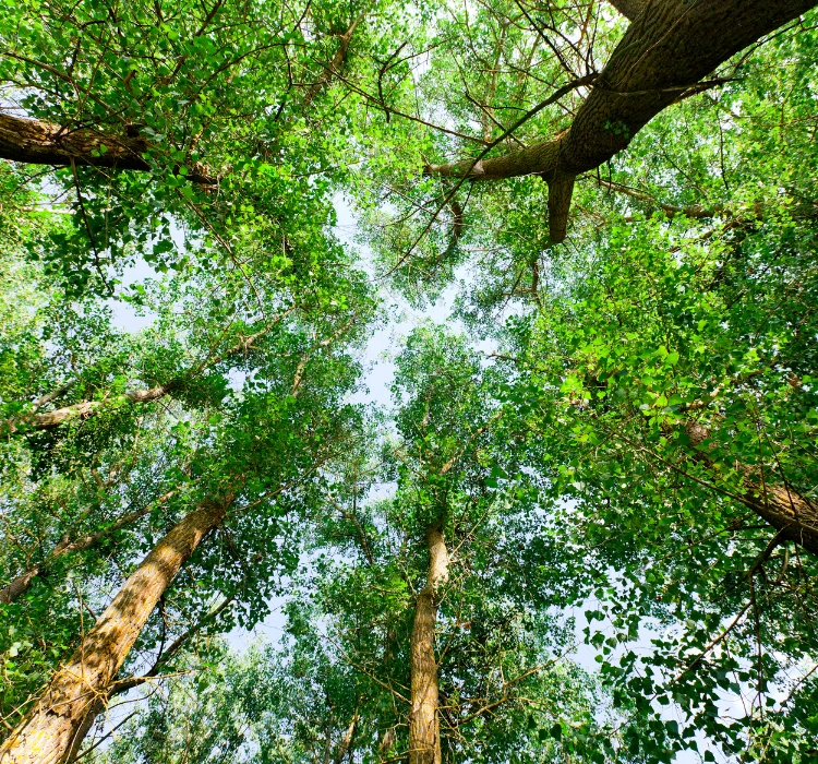 Ecovadis