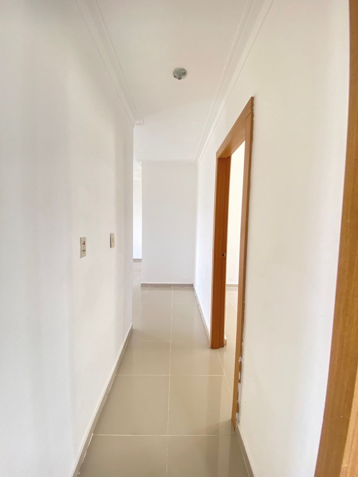 Corales del caribe 16