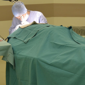 manual hair transplant implantation