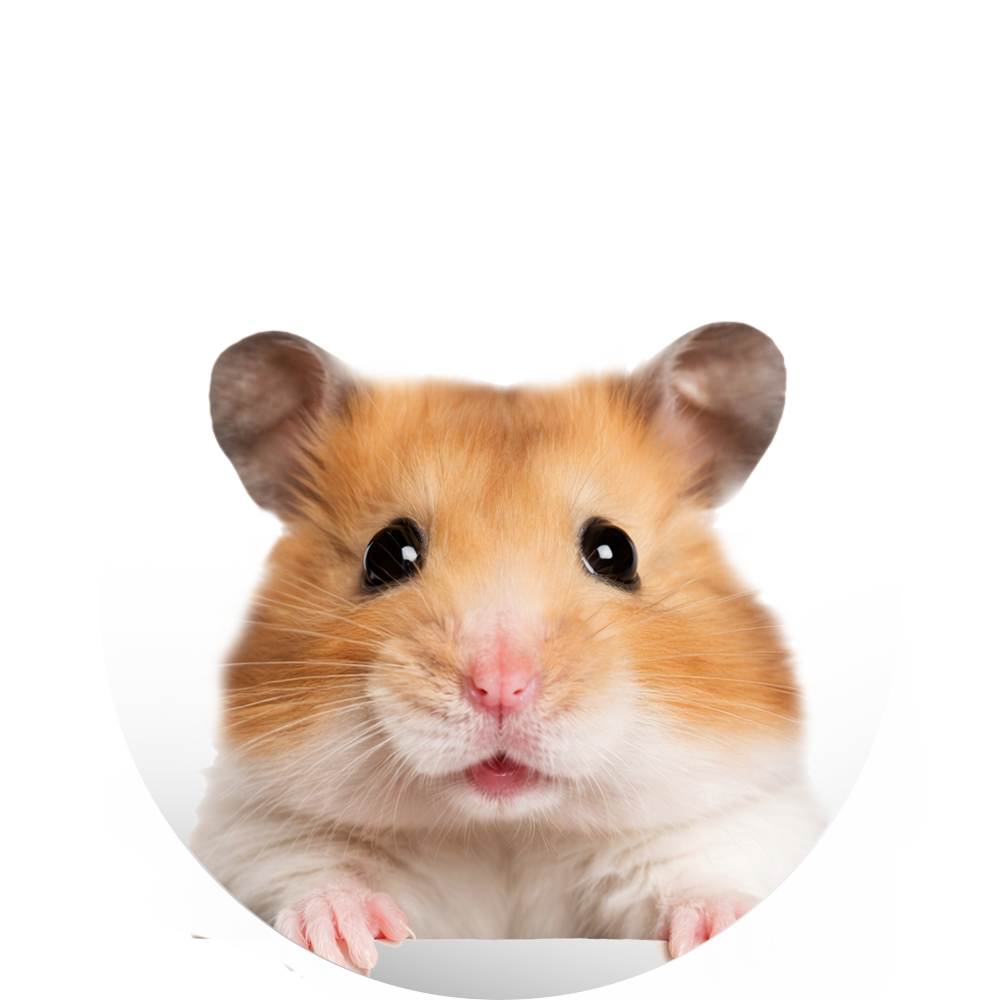 Productos para Hamster