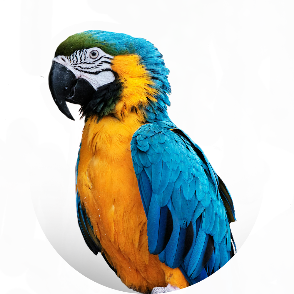 Productos para Aves
