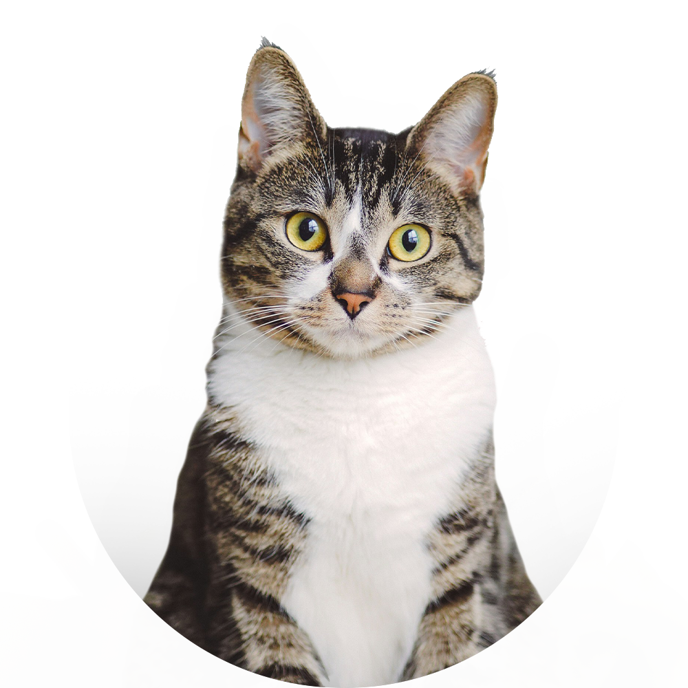 Productos para Gato