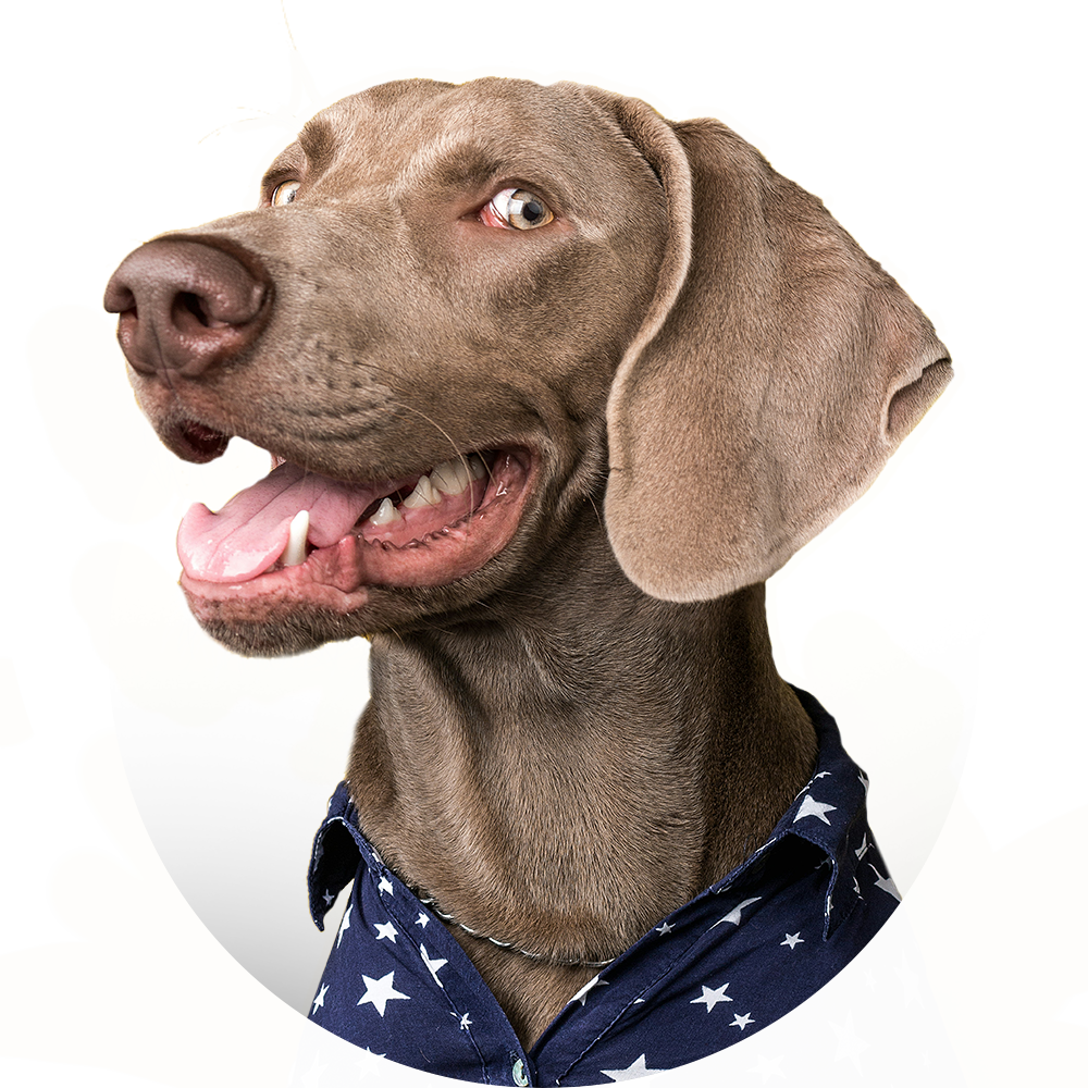Productos para Perros