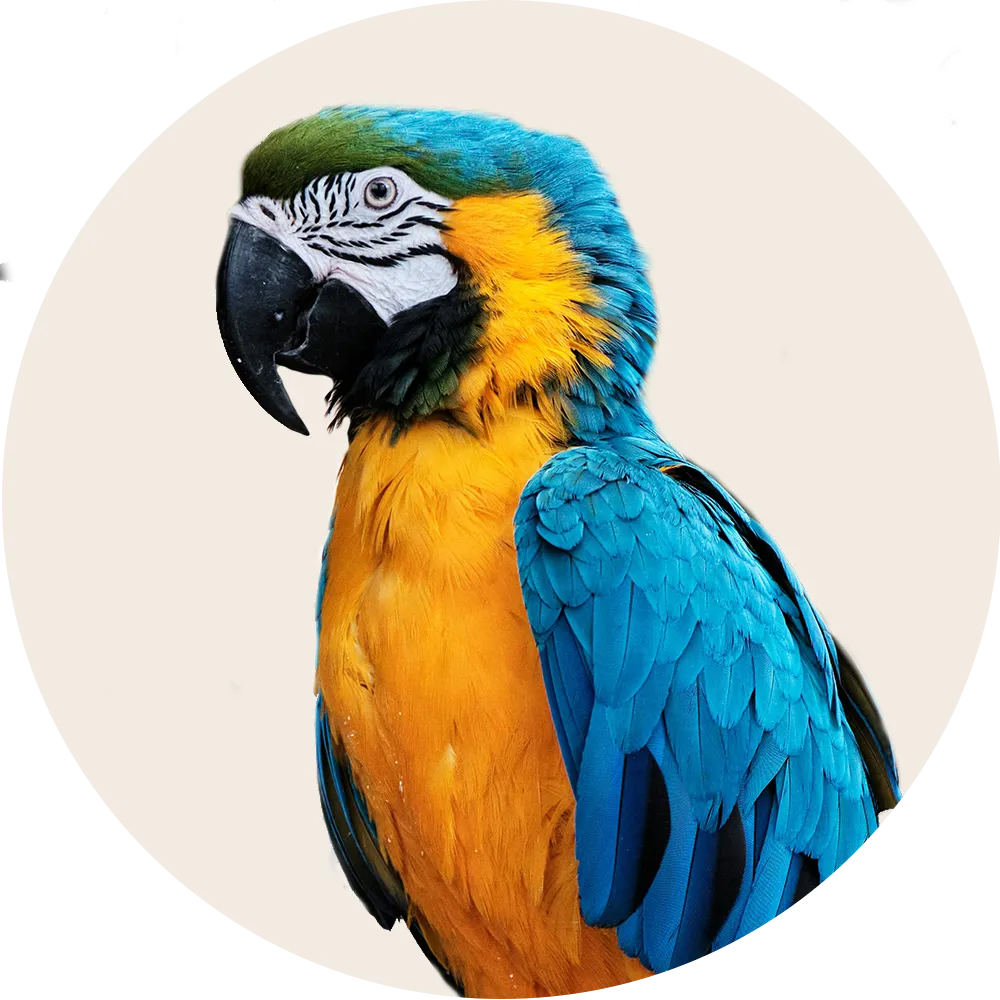 Productos para Aves