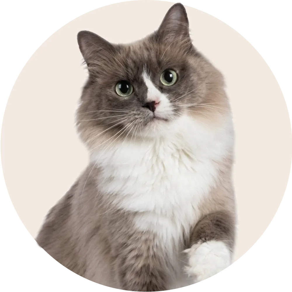 Productos para Gato