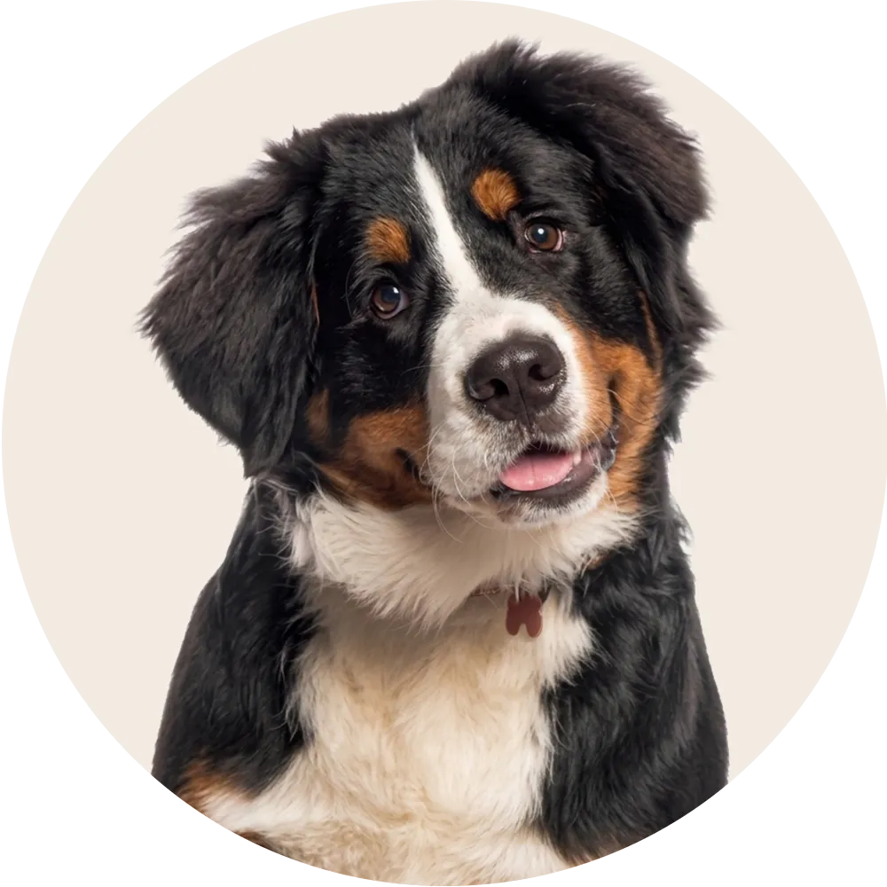 Productos para Perros