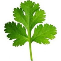 Coriander 50g