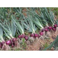 Red Onion-Organic ( Medui...