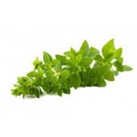 Origanum 50g