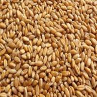 Wheat 300g