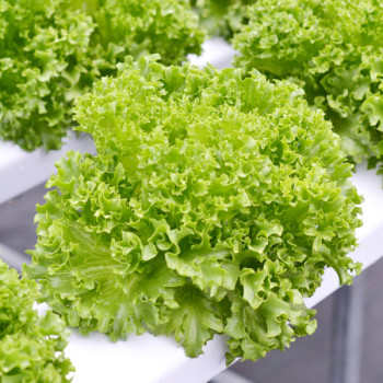 Green Frilly Lettuce Pack 150g
