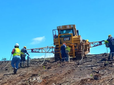 Semi-mechanised planting with the dozer planting system