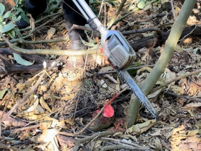 Motor manual cut and treat using a clearing saw
