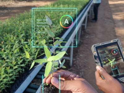 Precision Forestry Begins in the Nursery: The Role of AI in Seedling Grading